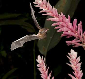 bat